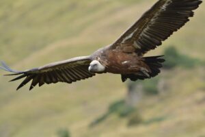 Les Vautours © L.Reigne - Parc national des Pyrénées