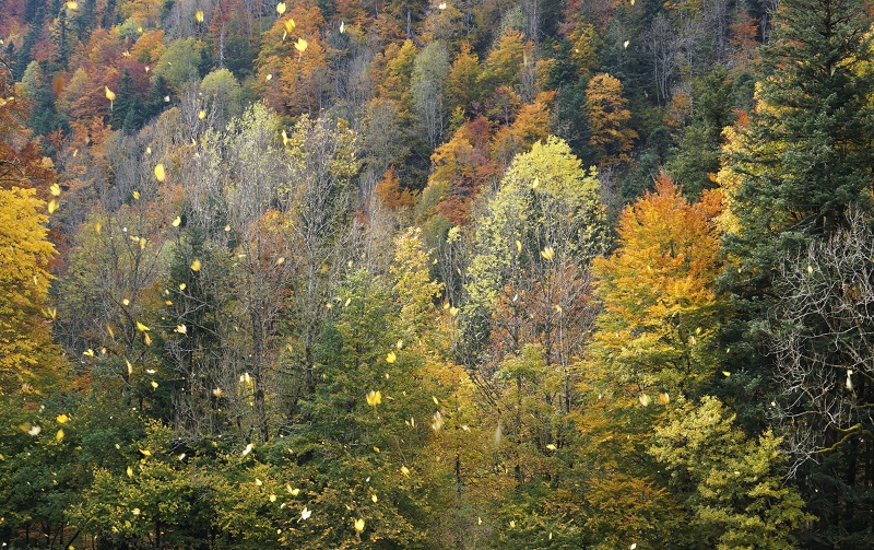 Dans les forêts, de la Bretagne aux Pyrénées"