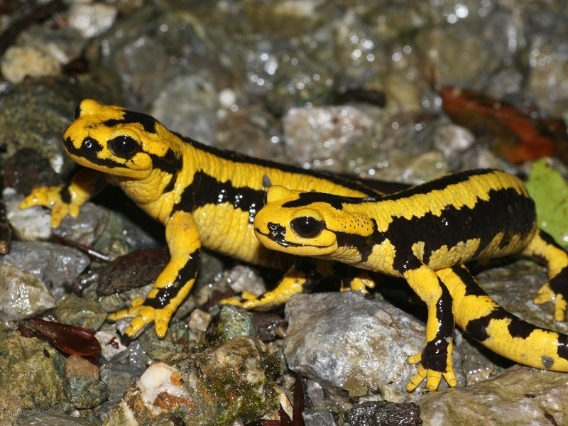 Amphibiens et reptiles des Pyrénées, des témoins du changement © OBIOS