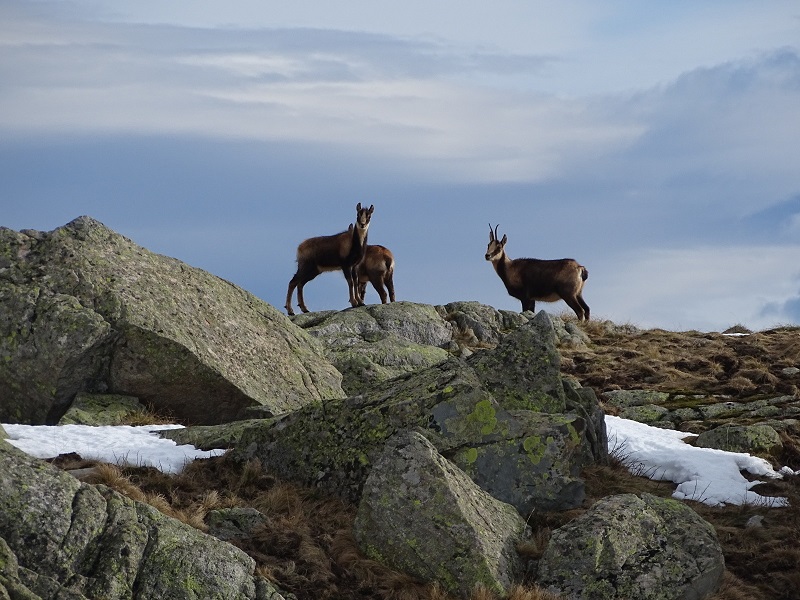 Isards © Julien Vignasse