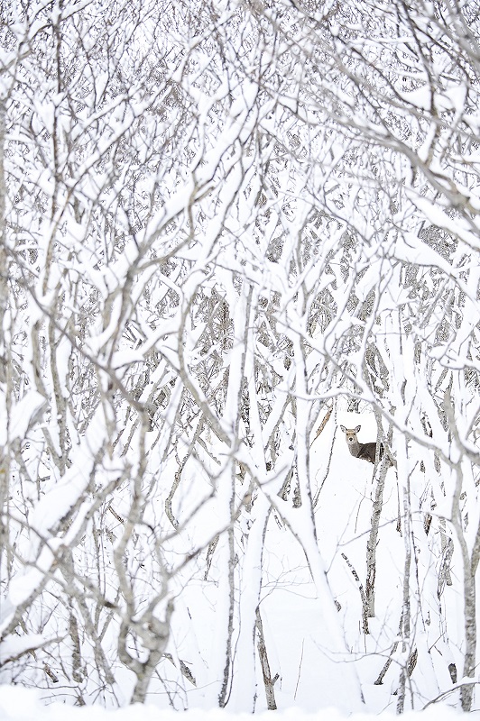 Fuyu Iro - Le cerf Sika © Philippe Ricordel