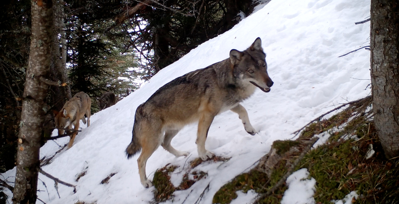 Vivre avec les loups © Bertrand Bodin"