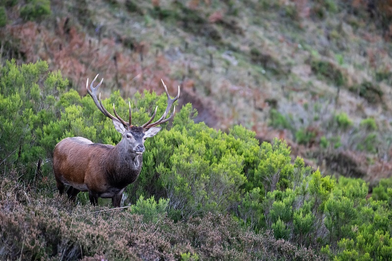 « Brame du cerf » © Hadrien Brasseur