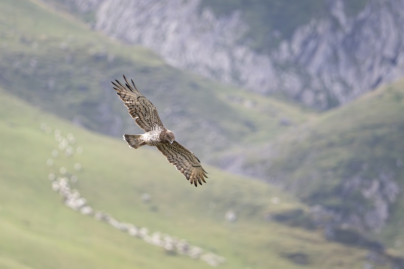 Stage Photo « Rapaces des Pyrénées » © Hadrien Brasseur