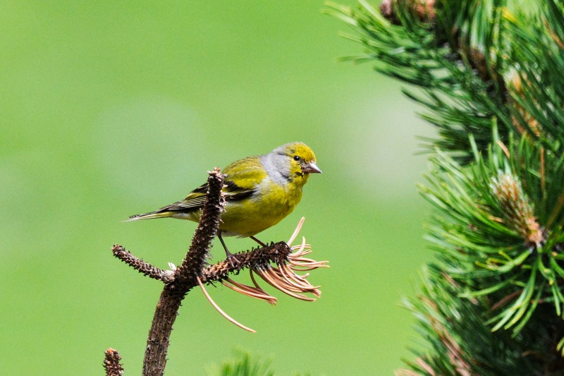 LE STOM - Le suivi temporel des oiseaux de montagne © L.Reigne - Parc national des Pyrénées