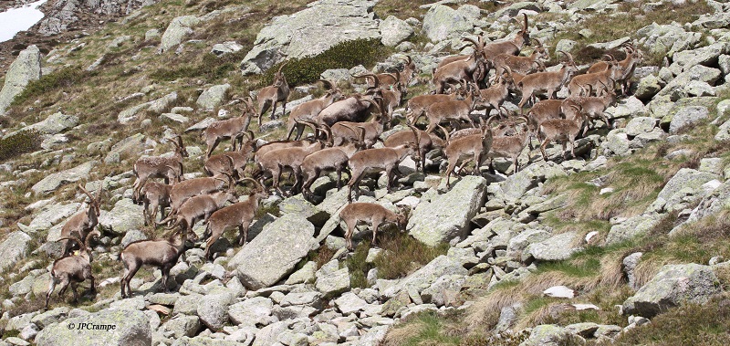 Le retour du bouquetin dans les Pyrénées, 10 ans déjà ! © Jean-Paul Crampe - Parc national des Pyrénées