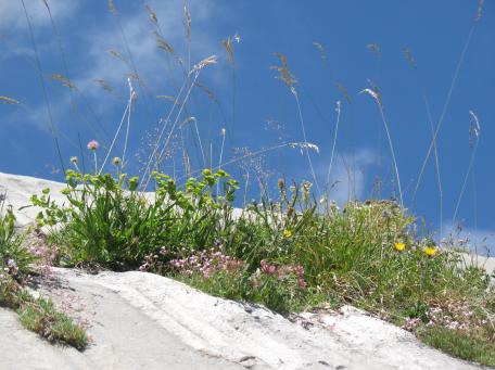 Expo Rocanature - Dalle et Bupleurum angulosum © C.Bergès - CBNPMP